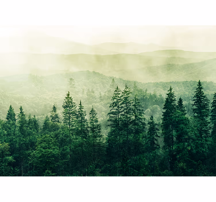 Fototapete natur nebelgrünes landschaftsbild - TenStickers