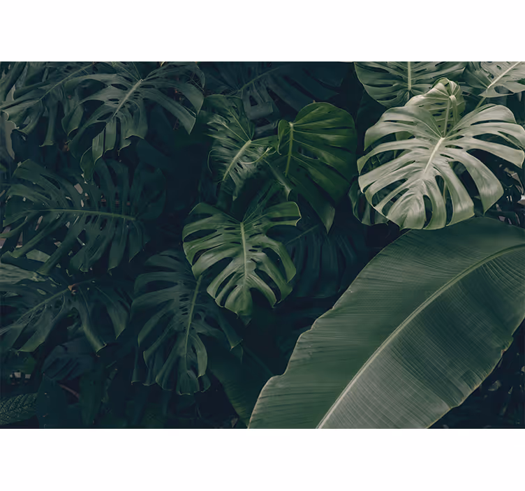 Fototapete natur lebendige tropische pflanzenwelt - TenStickers
