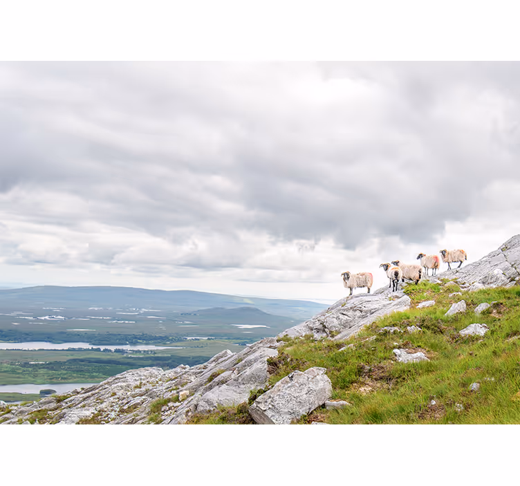 Fototapeten weitere tiere lämmer auf hängen - TenStickers
