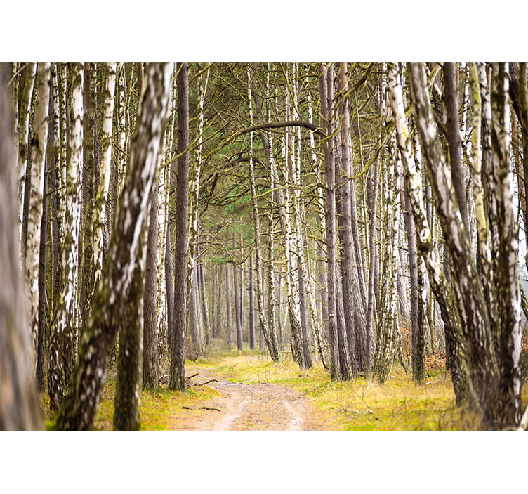 Fototapete wald ruhiger waldweg - TenStickers
