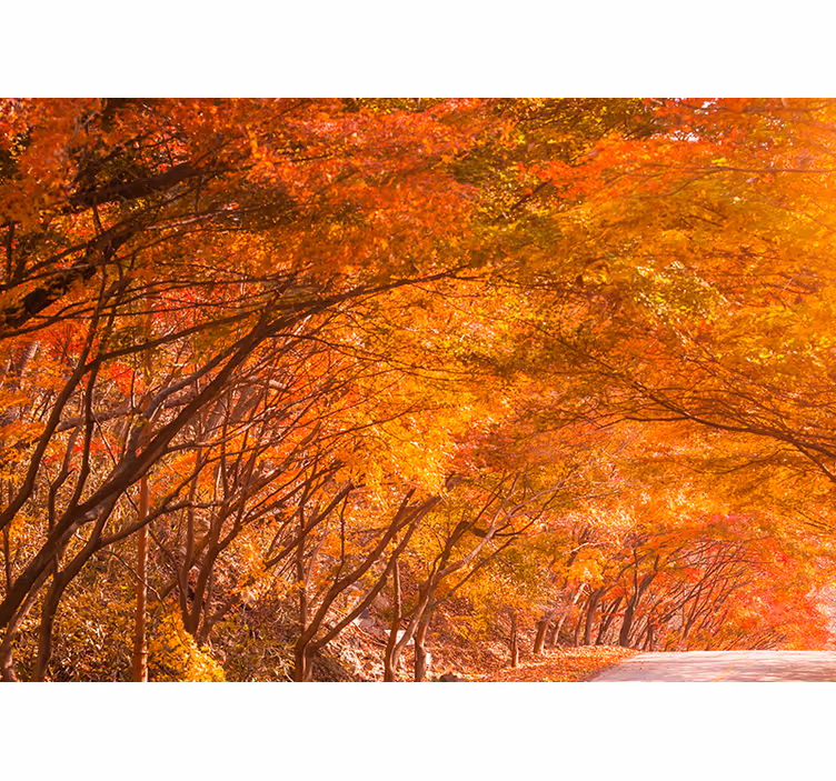 Fototapete wald herbstlicher waldweg - TenStickers