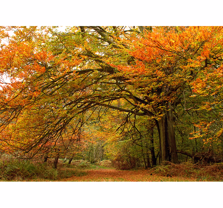 Fototapete wald herbstwaldansicht - TenStickers
