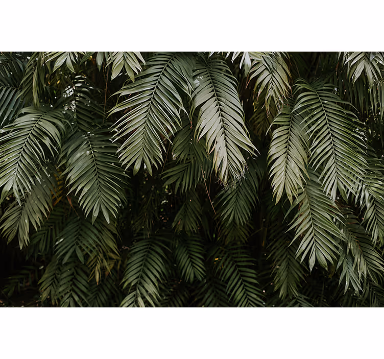 Fototapete natur tropische pflanzenwelt - TenStickers