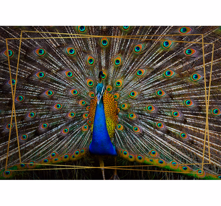 Fototapete tiere pfau im regal - TenStickers