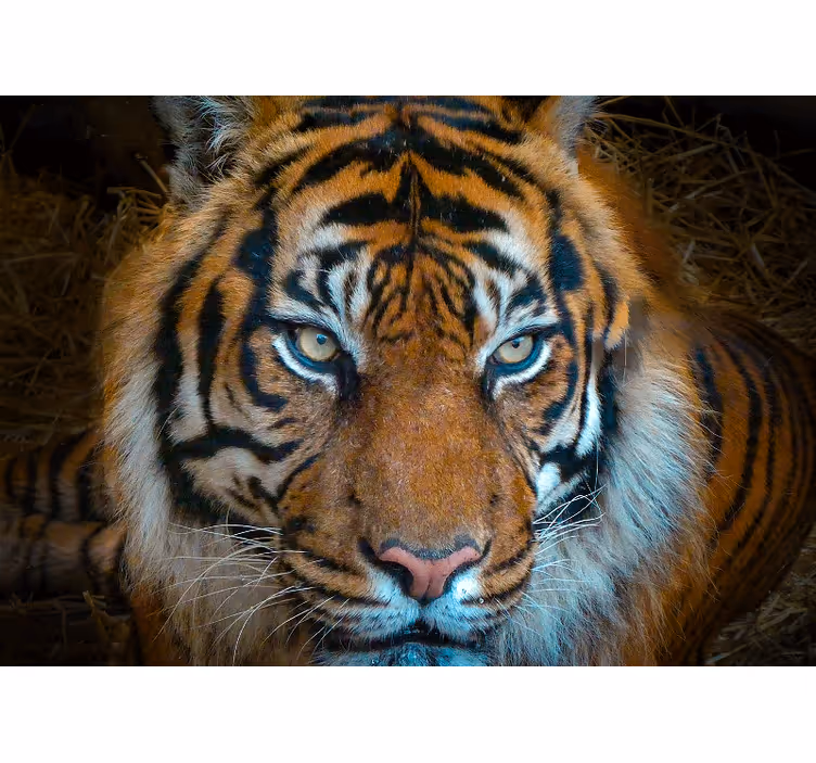 Fototapete tiere regal tiger illustration - TenStickers