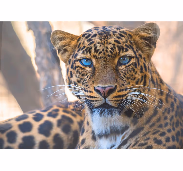 Fototapete tiere leopard porträt nahaufnahme - TenStickers