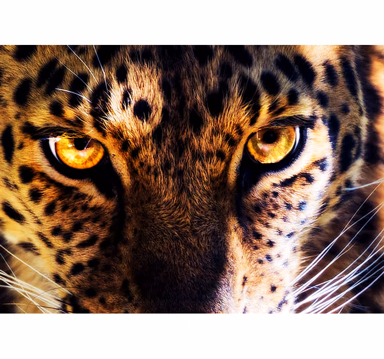 Fototapete löwe mit majestätischem leopardenblick - TenStickers