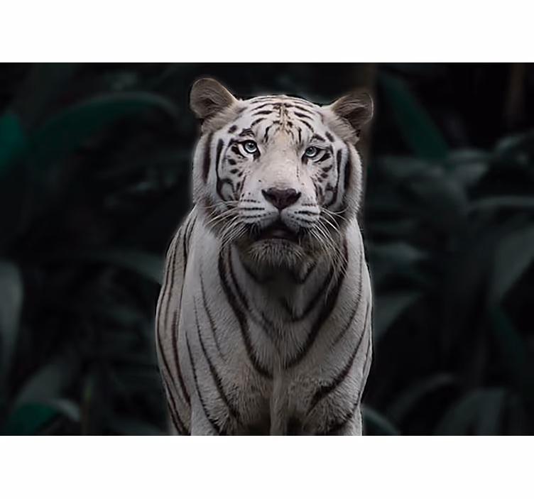 Fototapete tiere regal weißer tiger - TenStickers