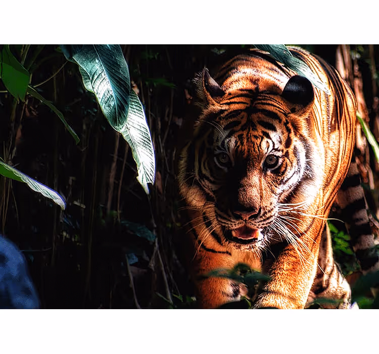 Fototapete tiere majestätischer tiger schleicht - TenStickers