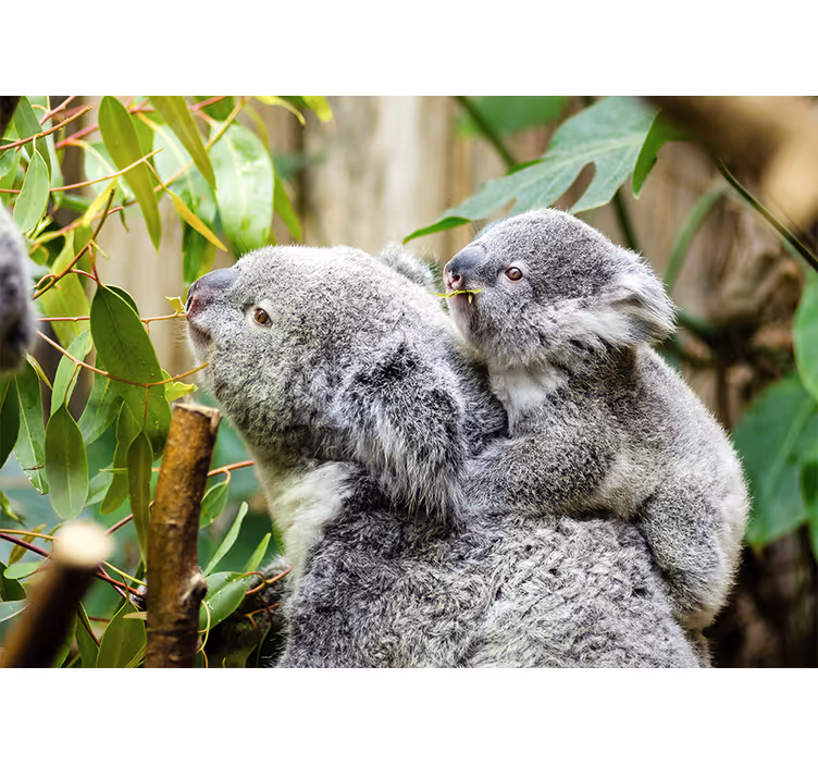Fototapete Tiere Schöne koalafamilie im dschungel - TenStickers