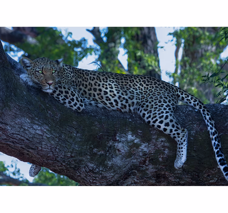 Fototapete Tiere leopard ruht sich bequem aus - TenStickers