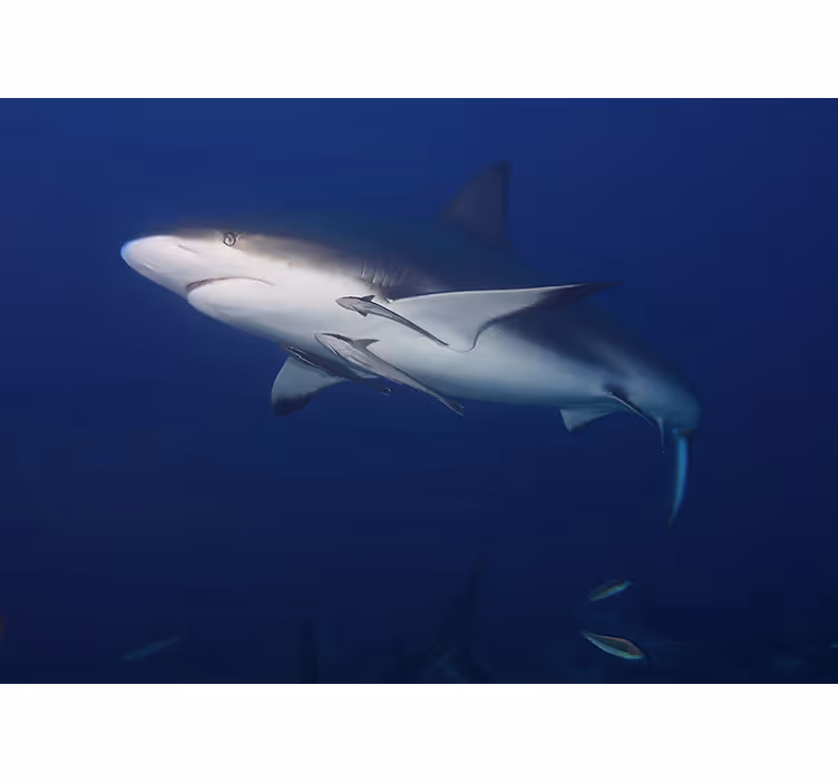 Fototapete tiere majestätischer haifischschwimm - TenStickers