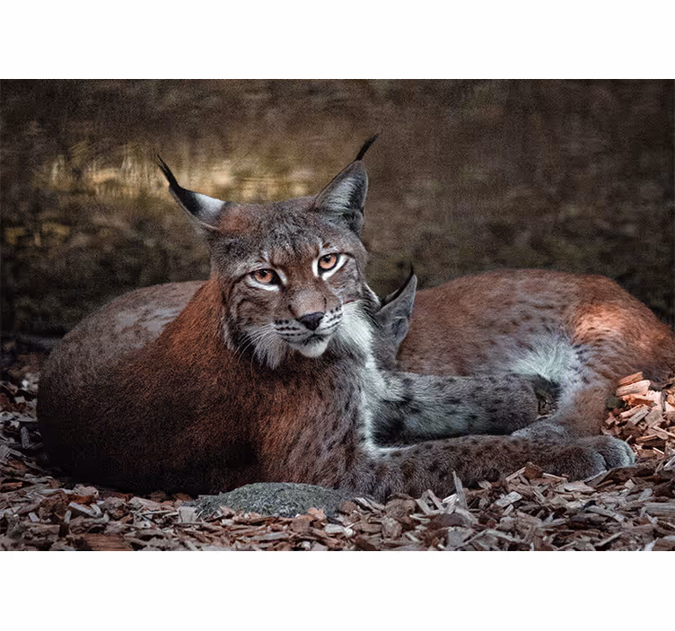 Fototapete tiere luchse im schlaf paar - TenStickers