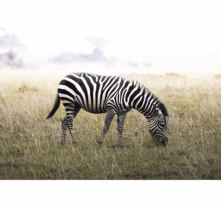 Fototapete tiere zebra friedlich weidend - TenStickers