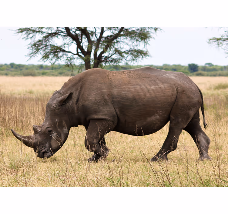 Fototapete Tiere Gruseliges nashorn in der savanne - TenStickers