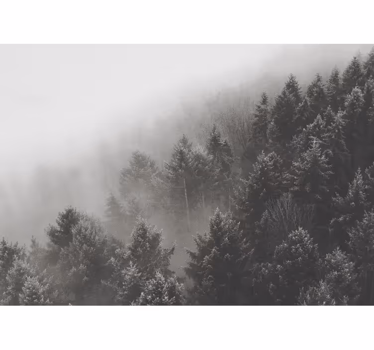 Fototapete wald nebeliger kiefernlandschaft - TenStickers