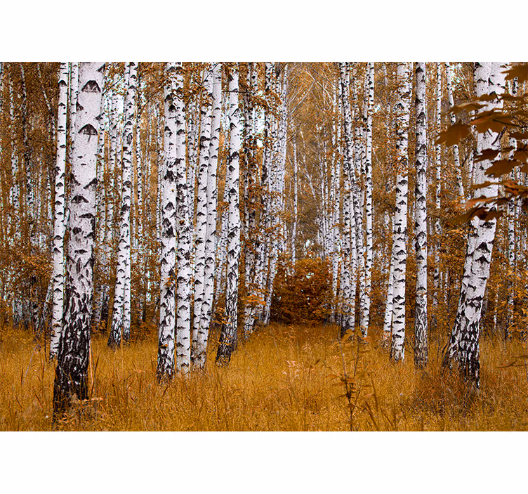 Fototapete Wald birken - TenStickers