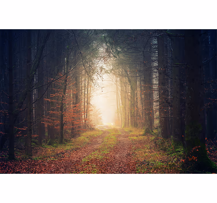 Fototapete Wald herbststraße - TenStickers