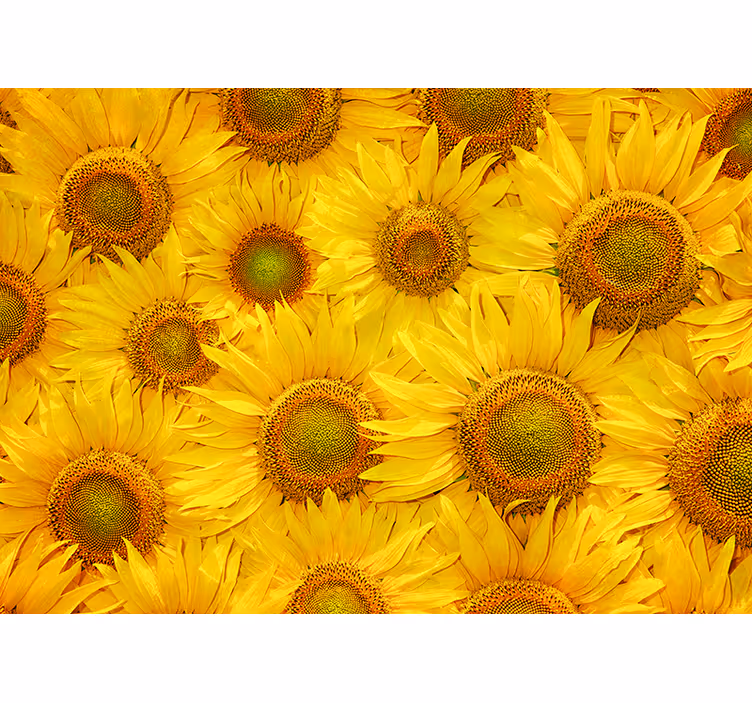 Fototapete Wohnzimmer sonnenblumen - TenStickers