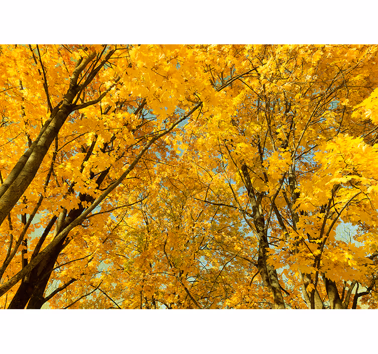 Fototapete Baum gelbe herbstblätter - TenStickers