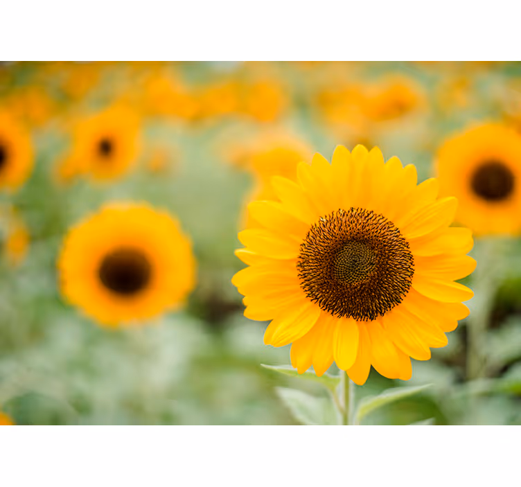 Fototapete Blumen sonnenblume im mittelpunkt - TenStickers