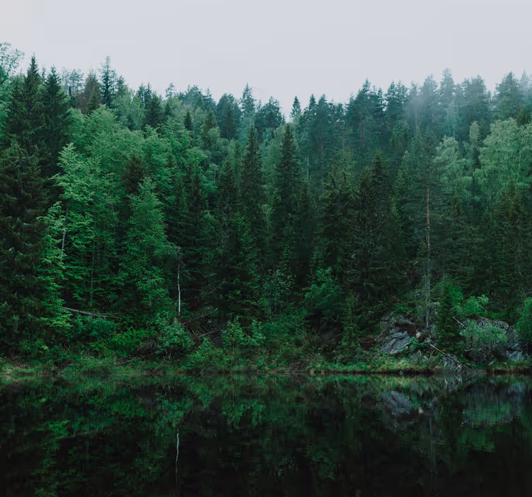 Fototapete Baum tiefer Wald  - TenStickers