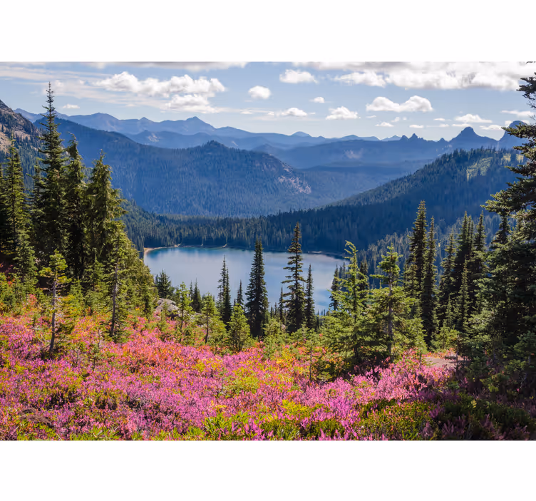 Fototapete Natur Wald mit sonnenblitz und lila blumen - TenStickers