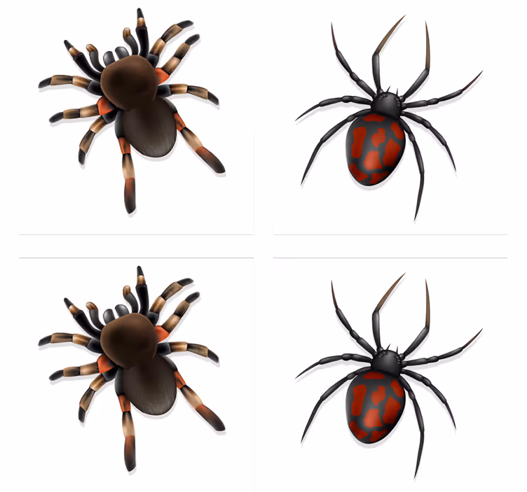Realistische spinne halloween Untersetzer - TenStickers