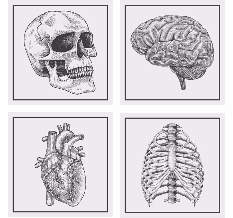 Untersetzer geek anatomisches schädel gehirn herz skelett - TenStickers