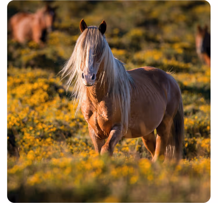 Untersetzer modern majestätisches pferd im feld - TenStickers