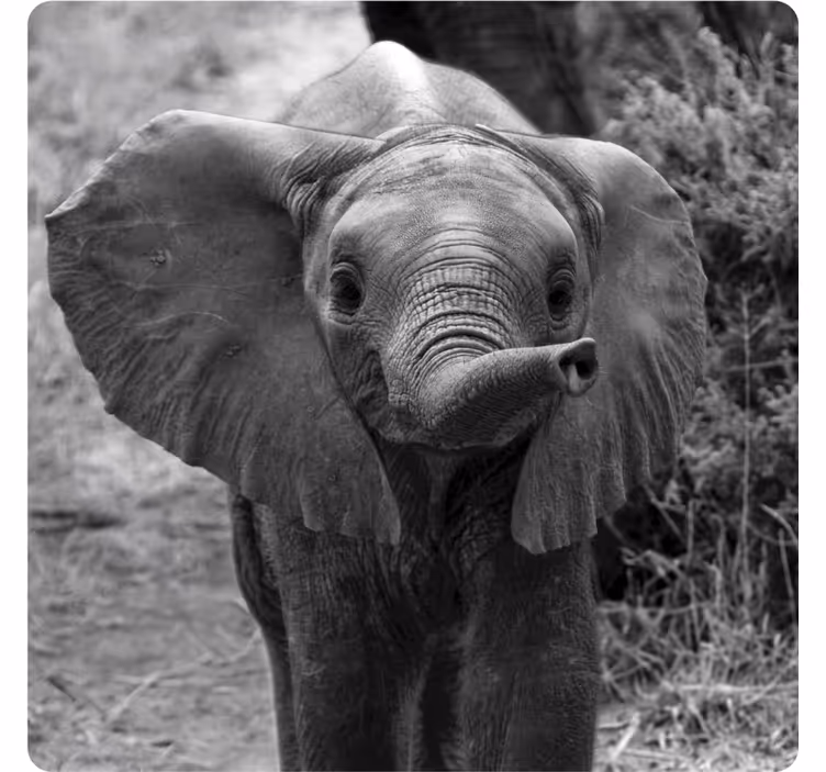 Untersetzer Modern Baby elefant - TenStickers