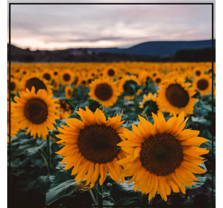 Personalisierte untersetzer sonnenblumenfeld foto - TenStickers