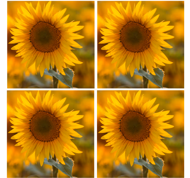 Untersetzer modern mit lebhaftem sonnenblumenarrangement - TenStickers