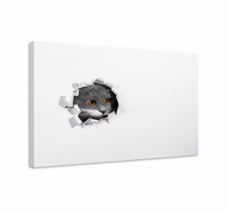 Wandbilder katzen süße katze - TenStickers