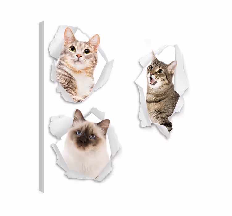 Wandbilder katzen kätzchen trampantojo - TenStickers