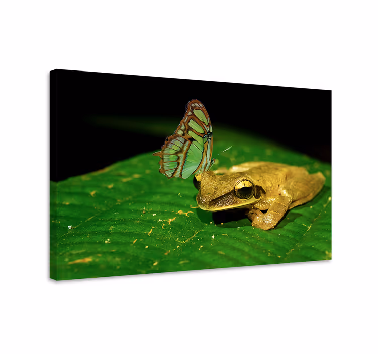 Wandbild schmetterling friedliche begegnung - TenStickers