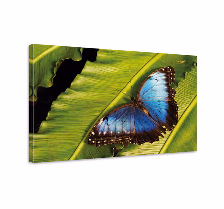 Wandbild schmetterling auf blatt - TenStickers