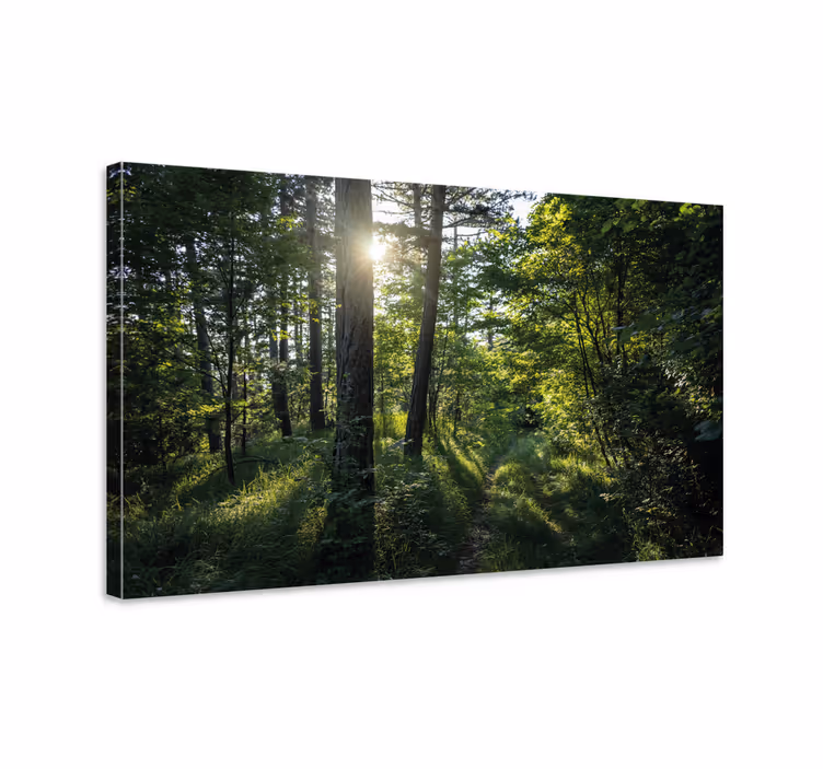 Wandbilder landschaft illuminierten waldweg - TenStickers