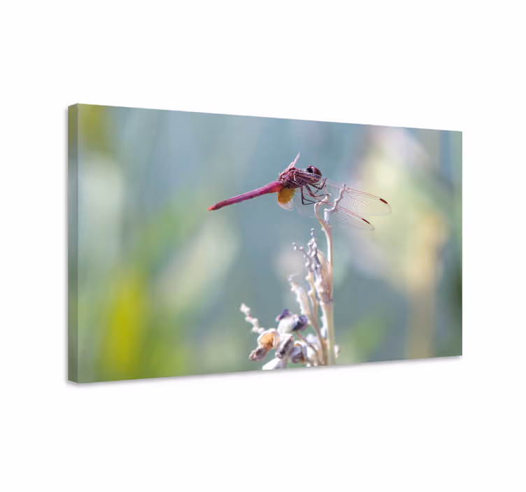 Leinwandbild libelle elegante libelle im sitzen - TenStickers