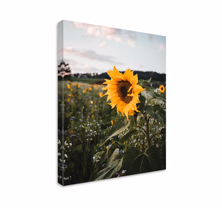 Leinwandbild sonnenblumenfeld - TenStickers
