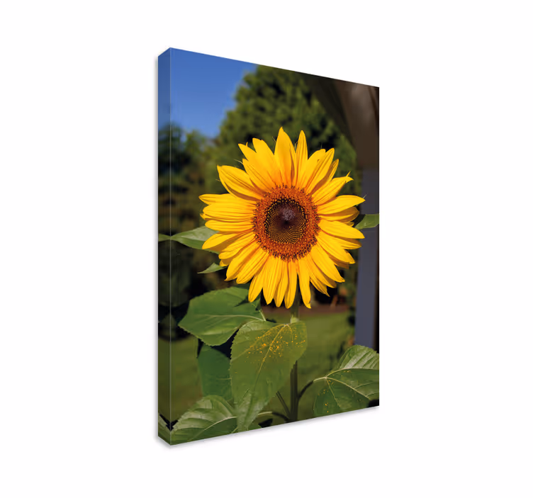 Leinwandbild sonnenblumenblüte in voller pracht - TenStickers
