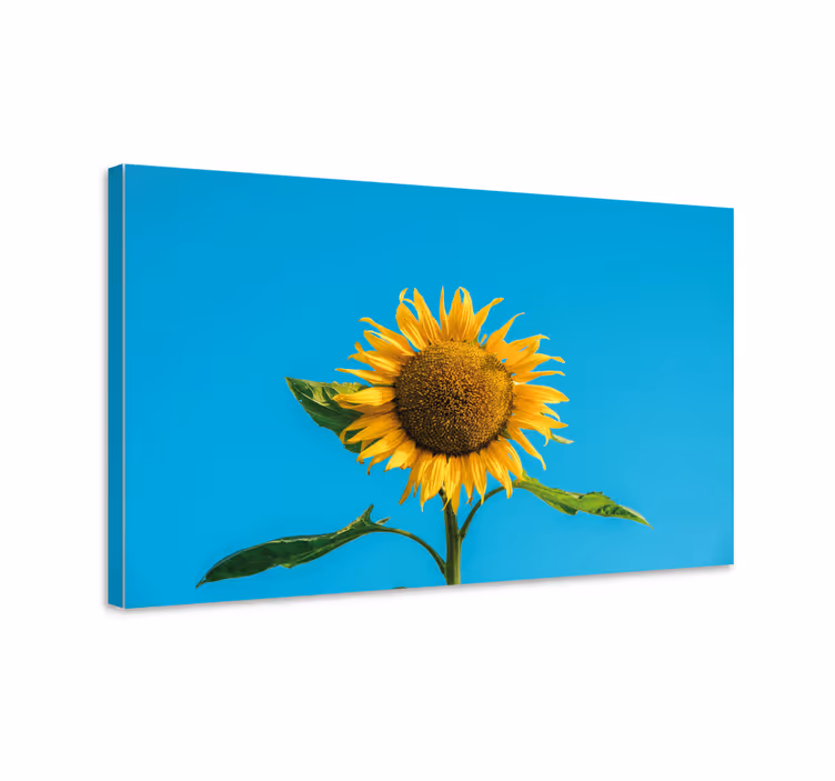 Leinwandbild strahlende sonnenblume blüte - TenStickers