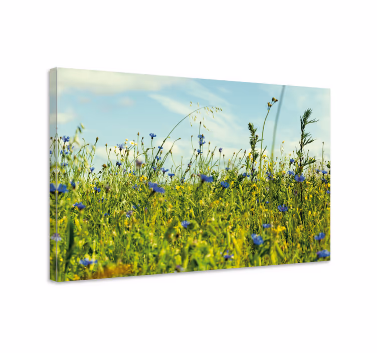 Leinwandbild Blume Kornblumenfeld Bild - TenStickers