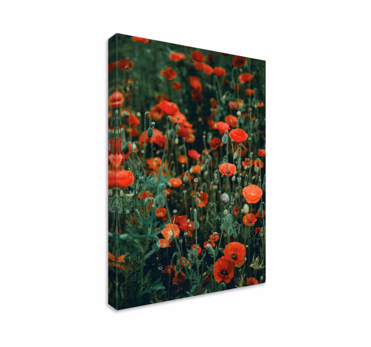 Leinwandbild rotes wildblumenfeld - TenStickers