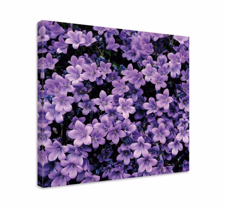 Leinwandbild Blume Vage lila blumen - TenStickers