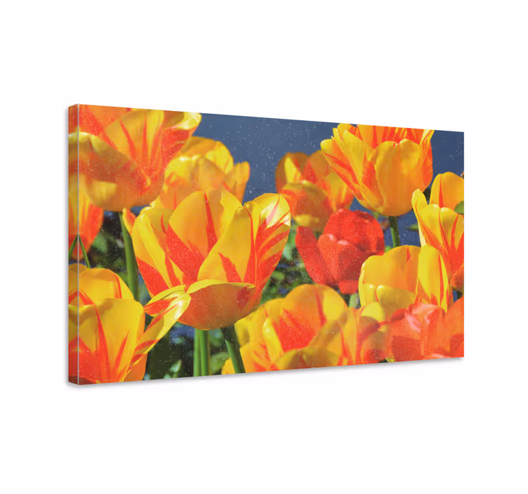 Leinwandbild Blume Rote und gelbe tulpen - TenStickers