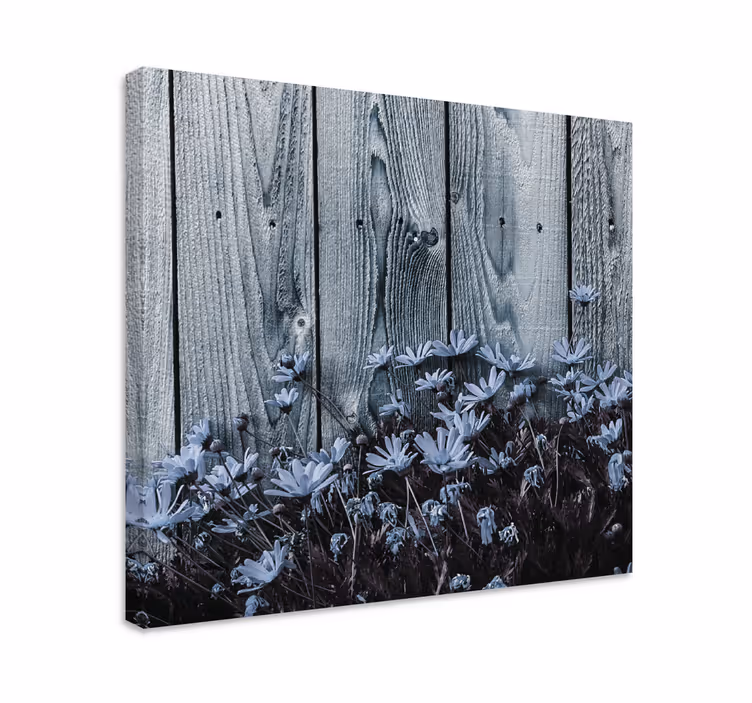 Leinwandbild Blume Gänseblümchenblume auf grauem holzbrett - TenStickers