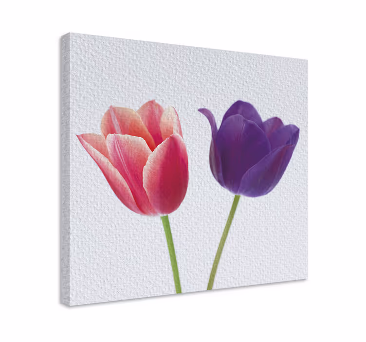 Leinwandbild Blume Lila und rosa tulpen - TenStickers