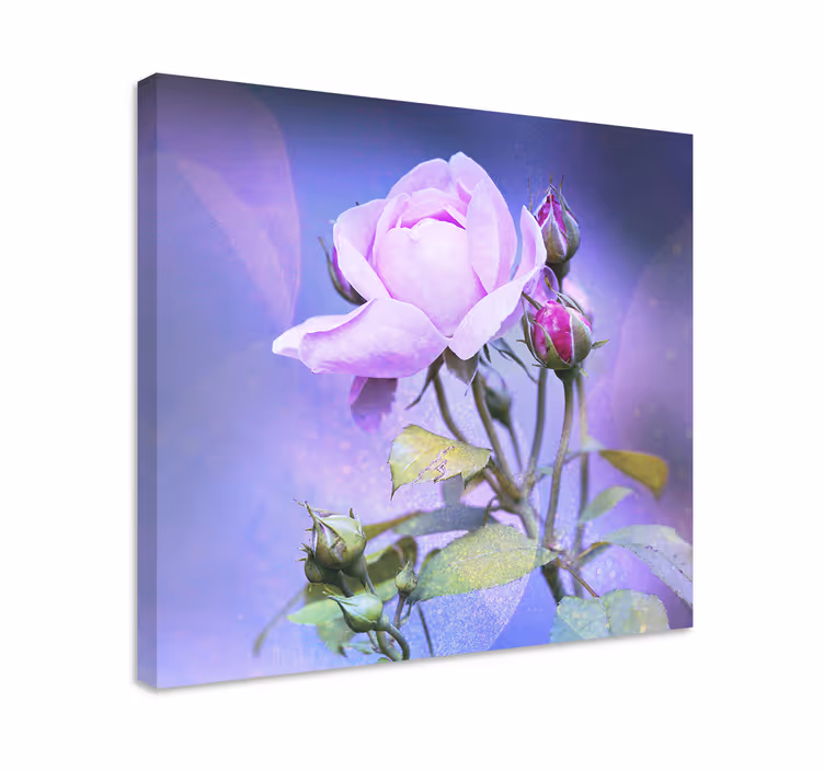 Leinwandbild pink blühende rose - TenStickers