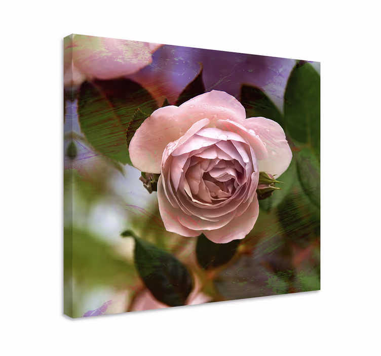 Leinwandbild rosa rosenblüte - TenStickers